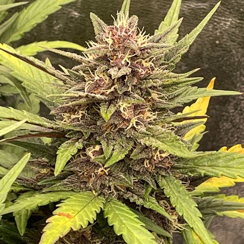 Purple Punch 🥊 3 - #1 - 42 Fast Buds growlog timeline photo