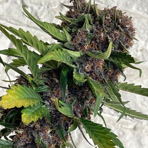 Purple Punch 🥊 2 - #1 - 42 Fast Buds growlog timeline photo