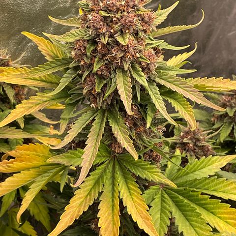 Purple Punch 🥊 2 - #1 - 42 Fast Buds growlog timeline photo