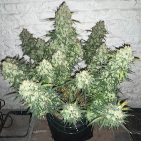 Mimosa Cake 🍰 4 - #1 - 42 Fast Buds growlog timeline photo