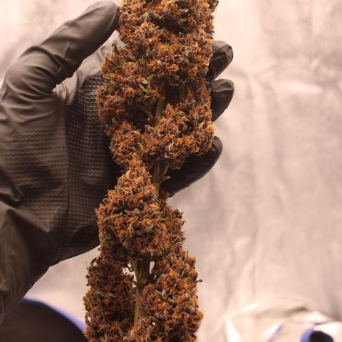 Purple Punch 🥊 2 - #1 - 42 Fast Buds growlog timeline photo