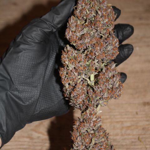 Purple Punch 🥊 2 - #1 - 42 Fast Buds growlog timeline photo
