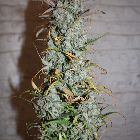 Mimosa Cake 🍰 3 - #1 - 42 Fast Buds growlog timeline photo