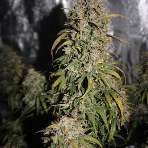 Mimosa Cake 🍰 3 - #1 - 42 Fast Buds growlog timeline photo