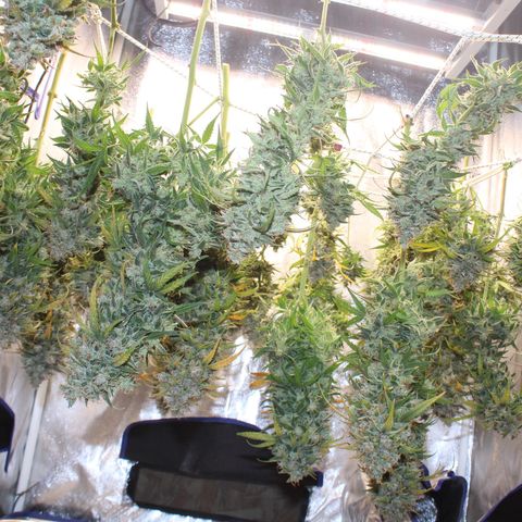 Mimosa Cake 🍰 4 - #1 - 42 Fast Buds growlog timeline photo