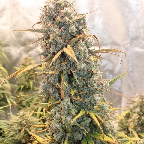 Mimosa Cake 🍰 3 - #1 - 42 Fast Buds growlog timeline photo