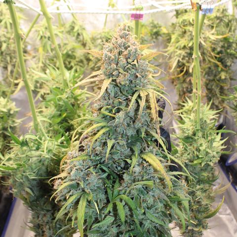 Mimosa Cake 🍰 4 - #1 - 42 Fast Buds growlog timeline photo