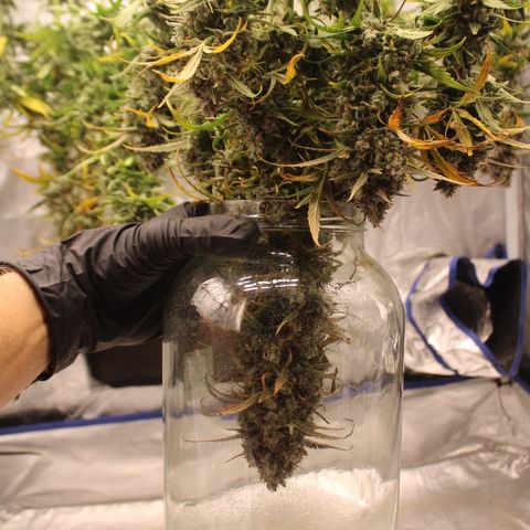 Mimosa Cake 🍰 3 - #1 - 42 Fast Buds growlog timeline photo