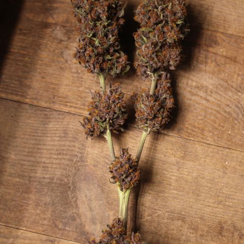 Purple Punch 🥊 2 - #1 - 42 Fast Buds growlog timeline photo