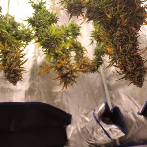 Mimosa Cake 🍰 3 - #1 - 42 Fast Buds growlog timeline photo