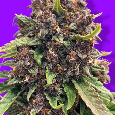 Purple Punch 🥊 2 - #1 - 42 Fast Buds growlog timeline photo
