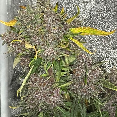 Purple Punch 🥊 1 - #1 - 42 Fast Buds growlog timeline photo