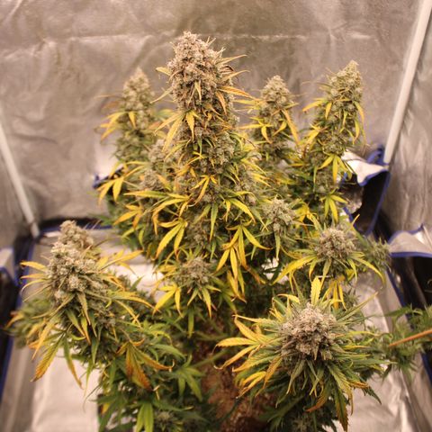 Mimosa Cake 🍰 3 - #1 - 42 Fast Buds growlog timeline photo
