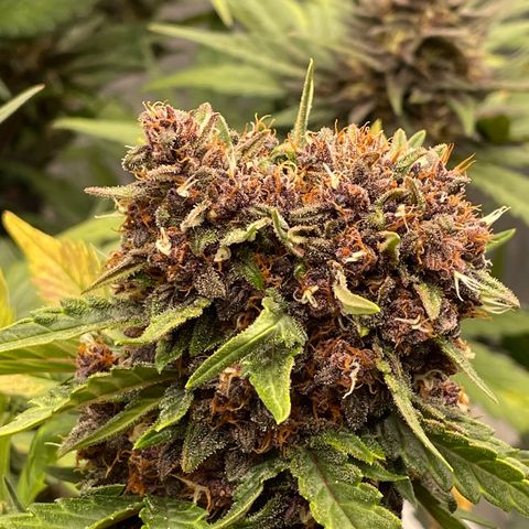 Purple Punch 🥊 2 - #1 - 42 Fast Buds growlog timeline photo
