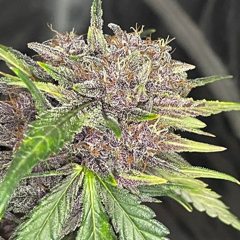 Purple Punch 🥊 1 - #1 - 42 Fast Buds growlog timeline photo