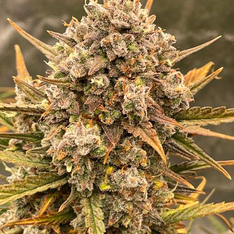 Mimosa Cake 🍰 3 - #1 - 42 Fast Buds growlog timeline photo