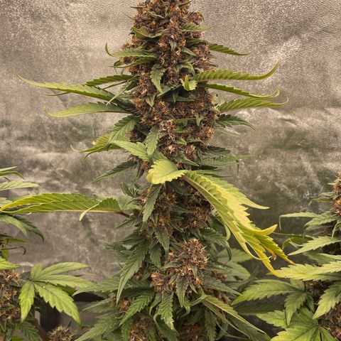 Purple Punch 🥊 2 - #1 - 42 Fast Buds growlog timeline photo