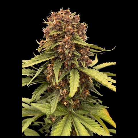 Purple Punch 🥊 2 - #1 - 42 Fast Buds growlog timeline photo