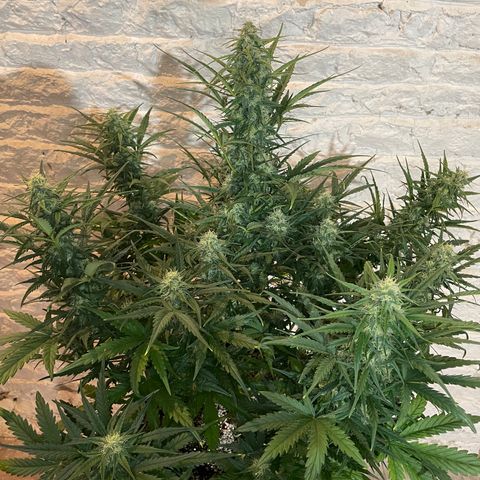 Mimosa Cake 🍰 4 - #1 - 42 Fast Buds growlog timeline photo