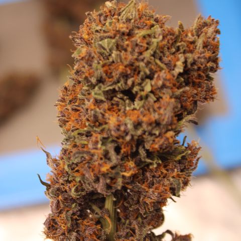 Purple Punch 🥊 2 - #1 - 42 Fast Buds growlog timeline photo