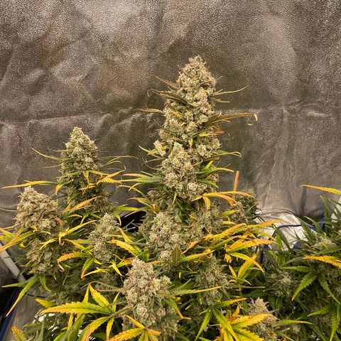 Mimosa Cake 🍰 3 - #1 - 42 Fast Buds growlog timeline photo