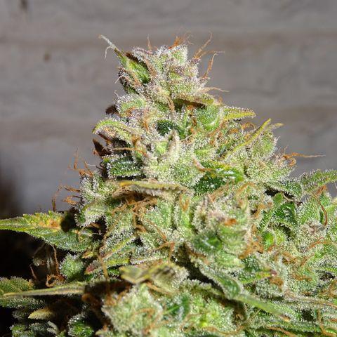 Mimosa Cake 🍰 4 - #1 - 42 Fast Buds growlog timeline photo