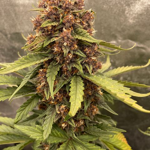 Purple Punch 🥊 2 - #1 - 42 Fast Buds growlog timeline photo