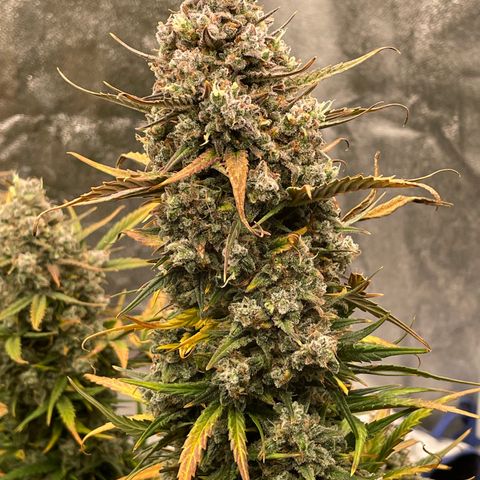 Mimosa Cake 🍰 3 - #1 - 42 Fast Buds growlog timeline photo