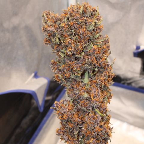 Purple Punch 🥊 2 - #1 - 42 Fast Buds growlog timeline photo