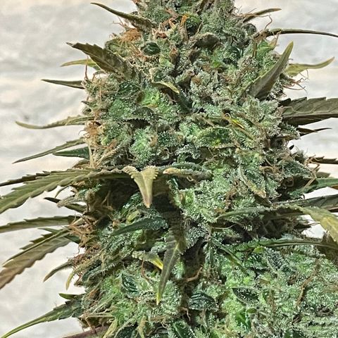 Mimosa Cake 🍰 4 - #1 - 42 Fast Buds growlog timeline photo