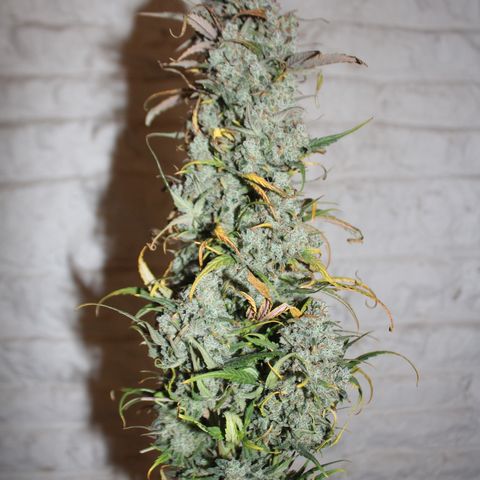 Mimosa Cake 🍰 3 - #1 - 42 Fast Buds growlog timeline photo