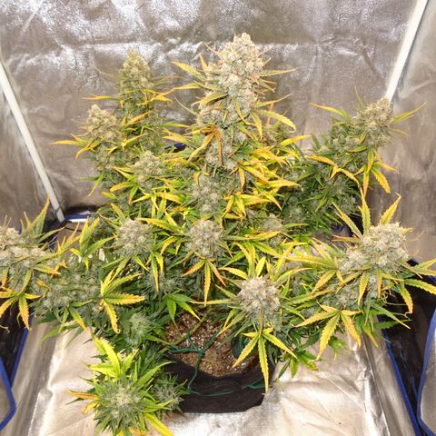 Mimosa Cake 🍰 3 - #1 - 42 Fast Buds growlog timeline photo