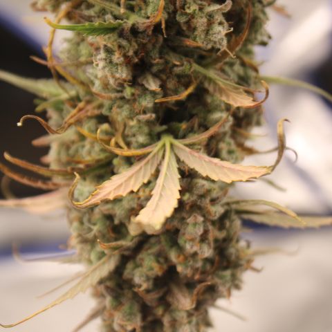Mimosa Cake 🍰 3 - #1 - 42 Fast Buds growlog timeline photo