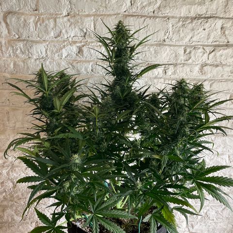 Mimosa Cake 🍰 4 - #1 - 42 Fast Buds growlog timeline photo