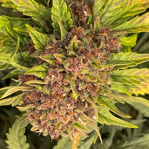 Purple Punch 🥊 2 - #1 - 42 Fast Buds growlog timeline photo