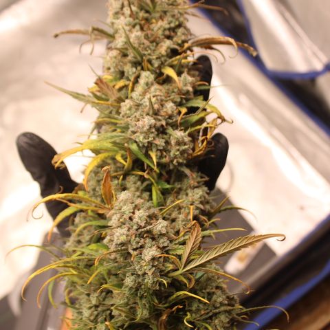 Mimosa Cake 🍰 3 - #1 - 42 Fast Buds growlog timeline photo