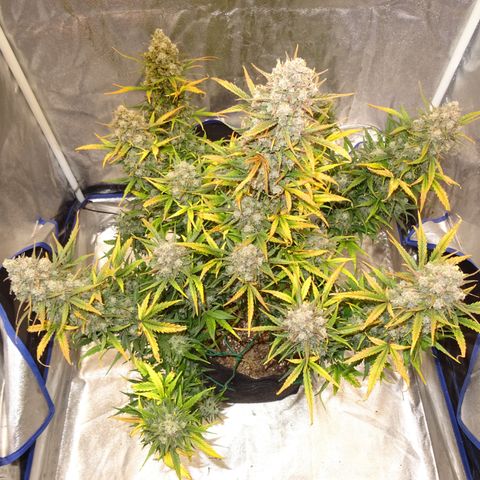 Mimosa Cake 🍰 3 - #1 - 42 Fast Buds growlog timeline photo