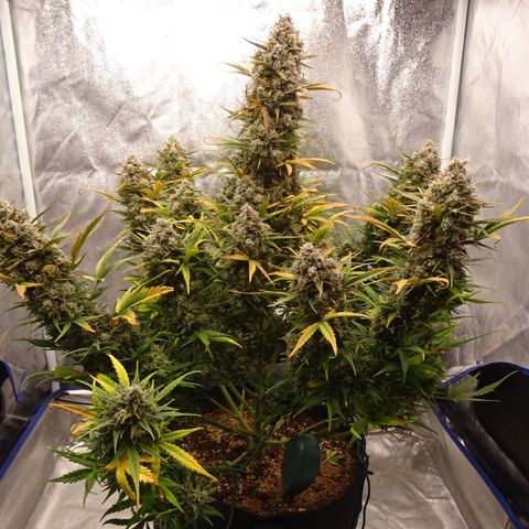 Mimosa Cake 🍰 3 - #1 - 42 Fast Buds growlog timeline photo