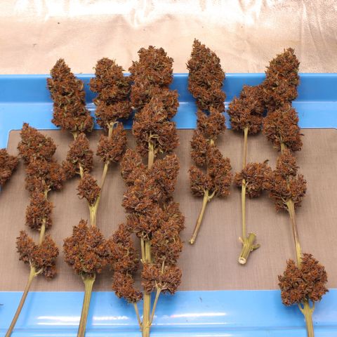 Purple Punch 🥊 2 - #1 - 42 Fast Buds growlog timeline photo