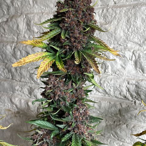 Purple Punch 🥊 2 - #1 - 42 Fast Buds growlog timeline photo