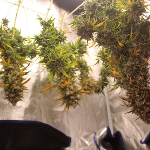 Mimosa Cake 🍰 3 - #1 - 42 Fast Buds growlog timeline photo