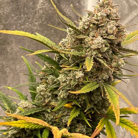 Mimosa Cake 🍰 3 - #1 - 42 Fast Buds growlog timeline photo
