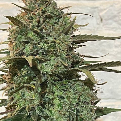 Mimosa Cake 🍰 4 - #1 - 42 Fast Buds growlog timeline photo
