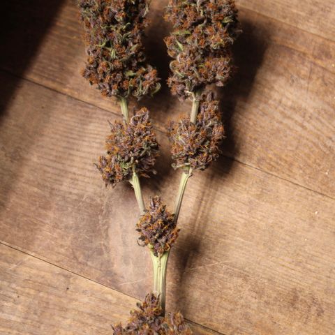 Purple Punch 🥊 2 - #1 - 42 Fast Buds growlog timeline photo