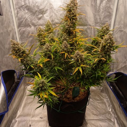 Mimosa Cake 🍰 3 - #1 - 42 Fast Buds growlog timeline photo