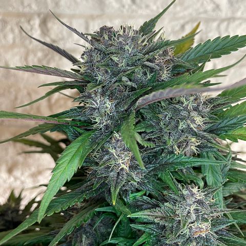 Purple Punch 🥊 3 - #1 - 42 Fast Buds growlog timeline photo