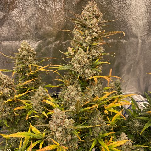Mimosa Cake 🍰 3 - #1 - 42 Fast Buds growlog timeline photo