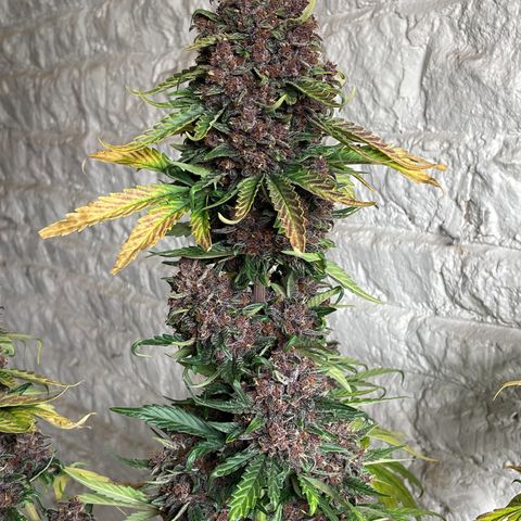 Purple Punch 🥊 2 - #1 - 42 Fast Buds growlog timeline photo