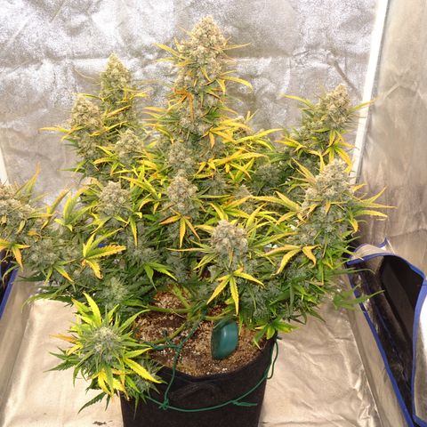 Mimosa Cake 🍰 3 - #1 - 42 Fast Buds growlog timeline photo