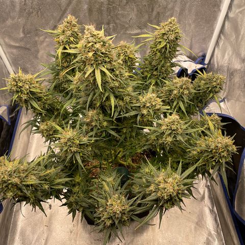 Mimosa Cake 🍰 4 - #1 - 42 Fast Buds growlog timeline photo